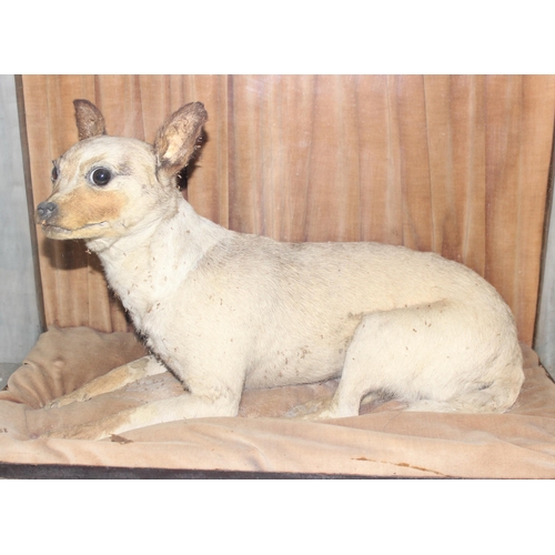 1663 - A 19th century taxidermy study of a dog, possibly a Chinese Muff Dog or similar short haired dog, se... 