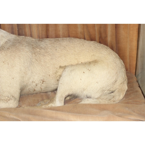 1663 - A 19th century taxidermy study of a dog, possibly a Chinese Muff Dog or similar short haired dog, se... 