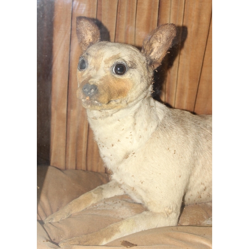 1663 - A 19th century taxidermy study of a dog, possibly a Chinese Muff Dog or similar short haired dog, se... 