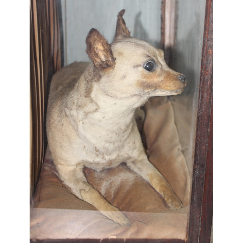 1663 - A 19th century taxidermy study of a dog, possibly a Chinese Muff Dog or similar short haired dog, se... 