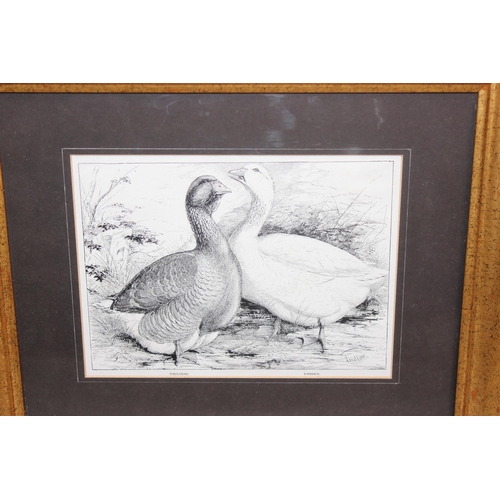 447 - Qty of ornithological framed prints, largest approx 47cm x 37cm