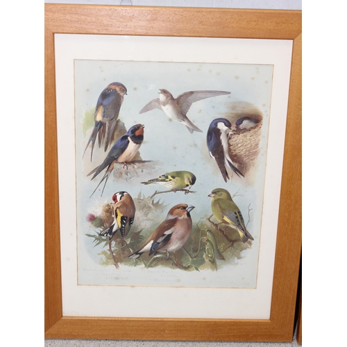 447 - Qty of ornithological framed prints, largest approx 47cm x 37cm