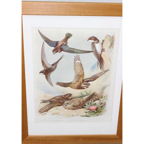 447 - Qty of ornithological framed prints, largest approx 47cm x 37cm