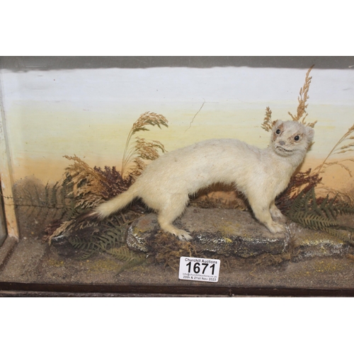 1671 - Vintage cased taxidermy Ermine Stoat, case measures approx. 44cm x 26cm x12cm