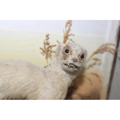 1671 - Vintage cased taxidermy Ermine Stoat, case measures approx. 44cm x 26cm x12cm