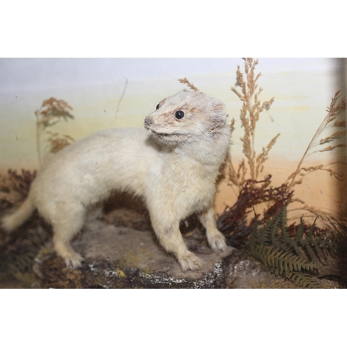 1671 - Vintage cased taxidermy Ermine Stoat, case measures approx. 44cm x 26cm x12cm