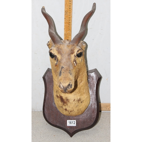 1612 - A vintage wall mounted taxidermy antelope on wooden shield, approx 58cm tall