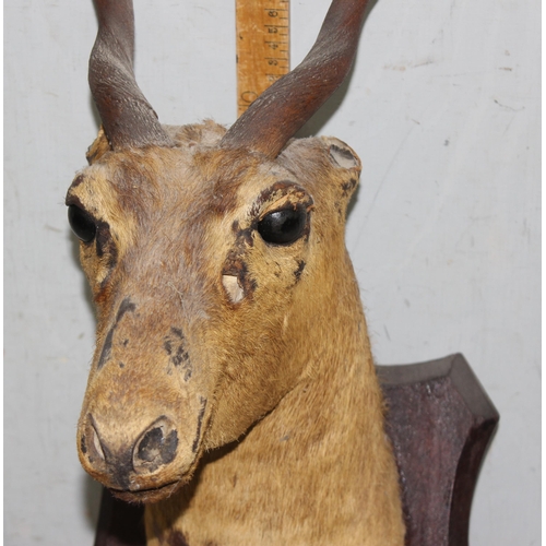 1612 - A vintage wall mounted taxidermy antelope on wooden shield, approx 58cm tall