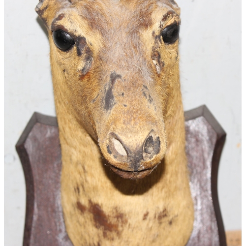 1612 - A vintage wall mounted taxidermy antelope on wooden shield, approx 58cm tall