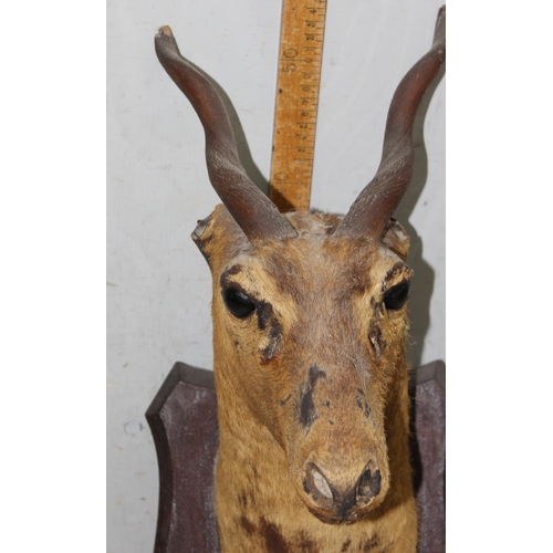 1612 - A vintage wall mounted taxidermy antelope on wooden shield, approx 58cm tall