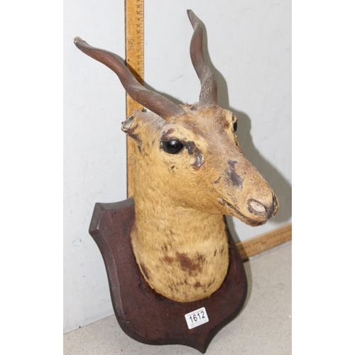 1612 - A vintage wall mounted taxidermy antelope on wooden shield, approx 58cm tall