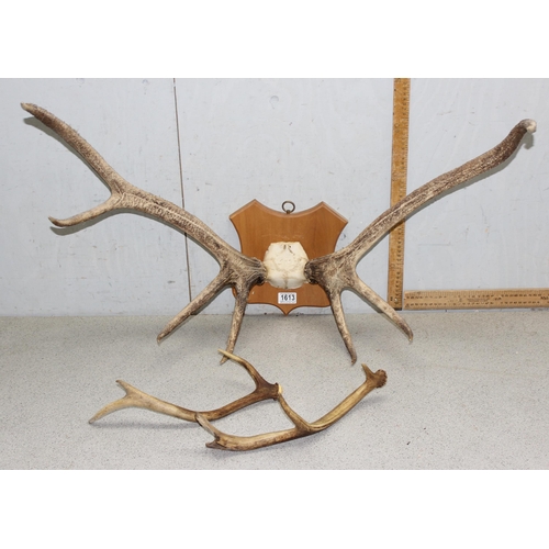 1613 - A pair of wooden mounted Red Deer antlers and 2 loose antlers (3)