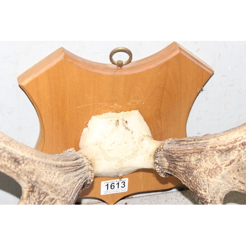 1613 - A pair of wooden mounted Red Deer antlers and 2 loose antlers (3)