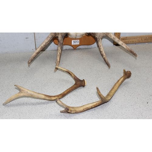 1613 - A pair of wooden mounted Red Deer antlers and 2 loose antlers (3)