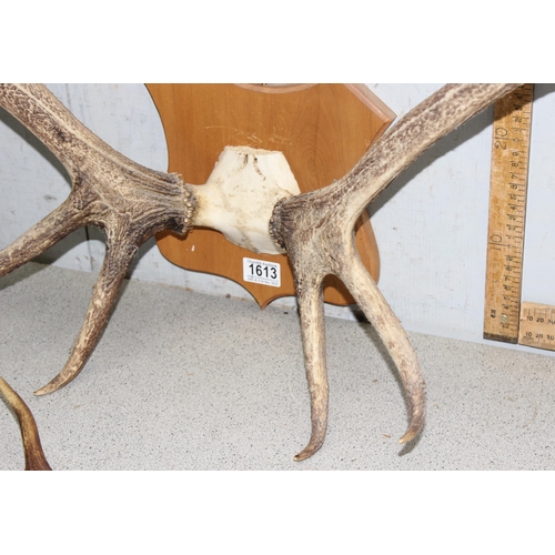 1613 - A pair of wooden mounted Red Deer antlers and 2 loose antlers (3)