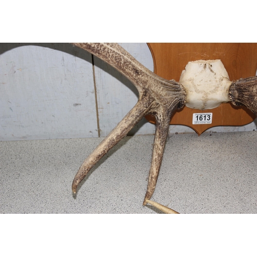 1613 - A pair of wooden mounted Red Deer antlers and 2 loose antlers (3)