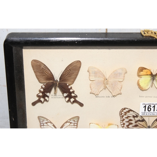 1615 - 2 framed taxidermy butterfly displays