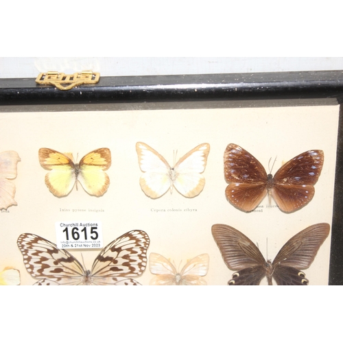 1615 - 2 framed taxidermy butterfly displays