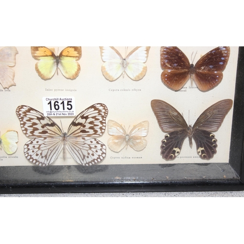 1615 - 2 framed taxidermy butterfly displays