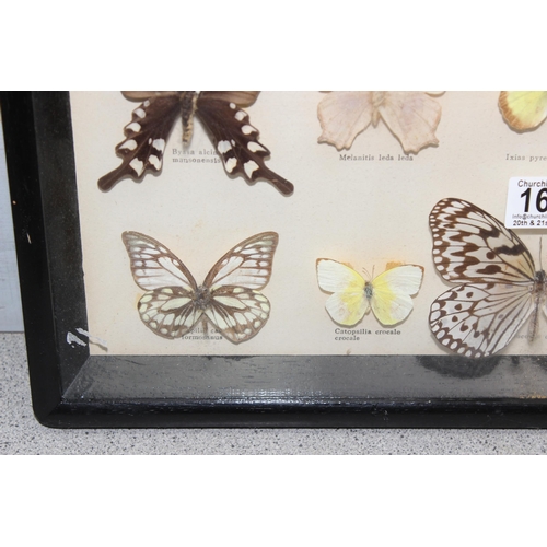 1615 - 2 framed taxidermy butterfly displays