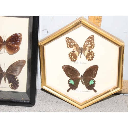 1615 - 2 framed taxidermy butterfly displays