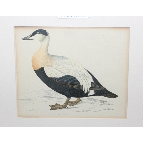 462 - 2 antique framed hand-coloured engravings, one of a Canada Goose, the other of an Eider Duck, larges... 