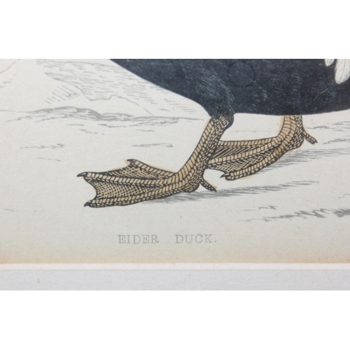 462 - 2 antique framed hand-coloured engravings, one of a Canada Goose, the other of an Eider Duck, larges... 