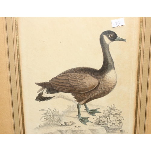 462 - 2 antique framed hand-coloured engravings, one of a Canada Goose, the other of an Eider Duck, larges... 