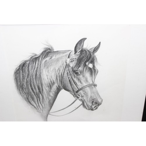 499O - Detailed pencil drawing of tacked horse, indistinctly signed and dated for 1991, approx 47cm x 47cm.