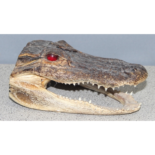 1626 - Taxidermy Cayman head, approx 18cm long