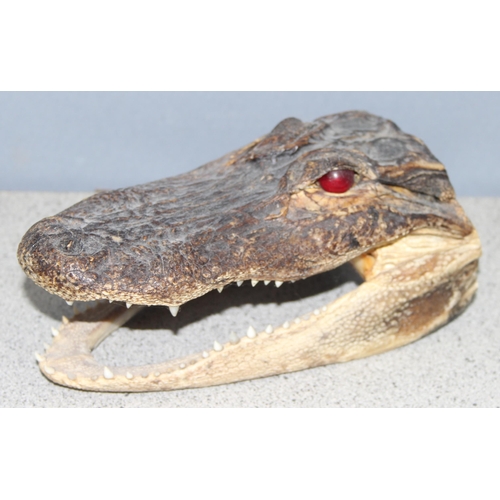 1626 - Taxidermy Cayman head, approx 18cm long