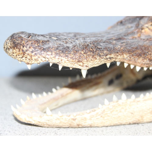 1626 - Taxidermy Cayman head, approx 18cm long