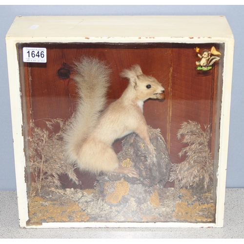 1646 - An antique taxidermy Red Squirrel in naturalistic setting and white painted case, approx 37cm square... 