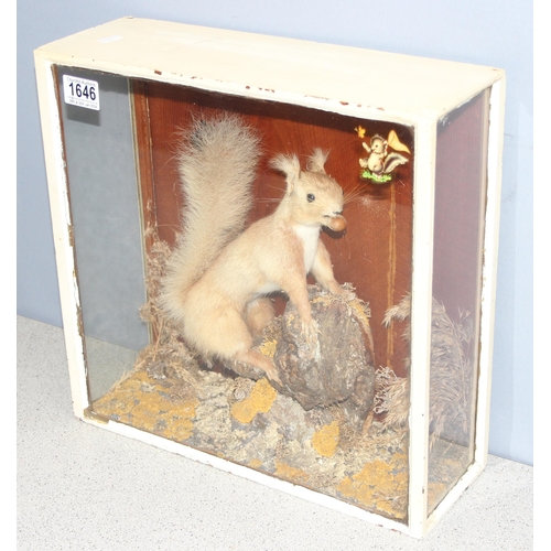 1646 - An antique taxidermy Red Squirrel in naturalistic setting and white painted case, approx 37cm square... 