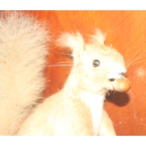 1646 - An antique taxidermy Red Squirrel in naturalistic setting and white painted case, approx 37cm square... 