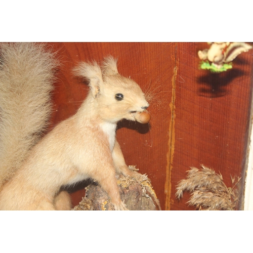 1646 - An antique taxidermy Red Squirrel in naturalistic setting and white painted case, approx 37cm square... 