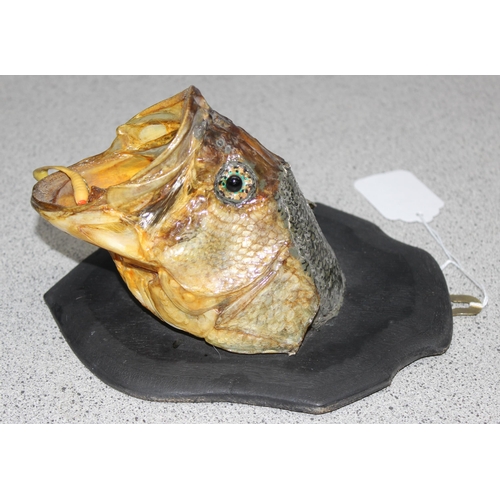 1679 - A vintage taxidermy fish head on wooden plaque, believed to be a Bass, approx 22cm tall inc plaque