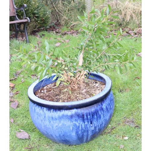 313 - A large blue glazed garden pot with shrub, approx 53cm wide