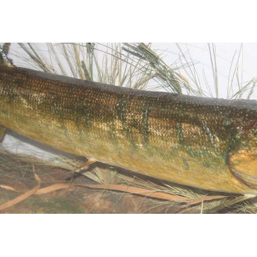 1600 - Late 19th/early 20th century taxidermy Pike with scenery in glazed wooden case, approx 96cm W x 42cm... 