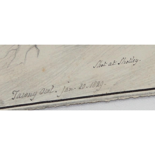 405 - An interesting and superb quality Regency period pencil and watercolour sketch of 2 ducks with reeds... 