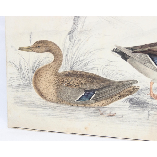 405A - An interesting and superb quality Regency period pencil and watercolour sketch of 2 ducks with reeds... 