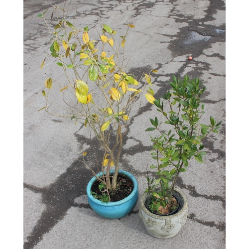 374 - Two Potted Shrubs, tallest approx 180cm tall