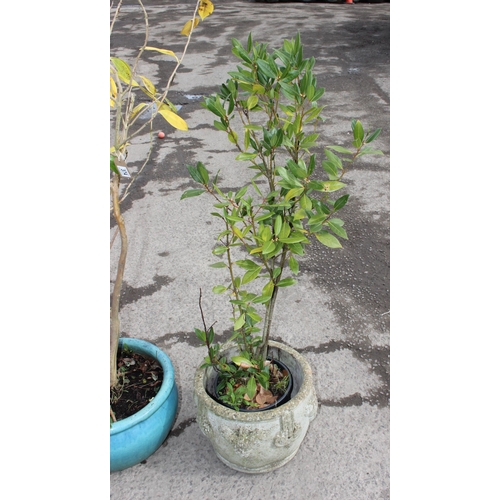 374 - Two Potted Shrubs, tallest approx 180cm tall