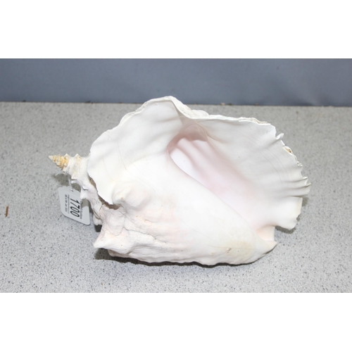 1700 - Large conch sea shell, approx 25cm long