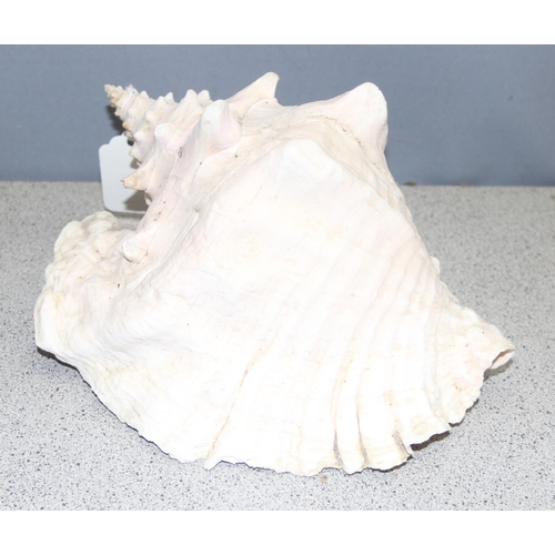 1700 - Large conch sea shell, approx 25cm long