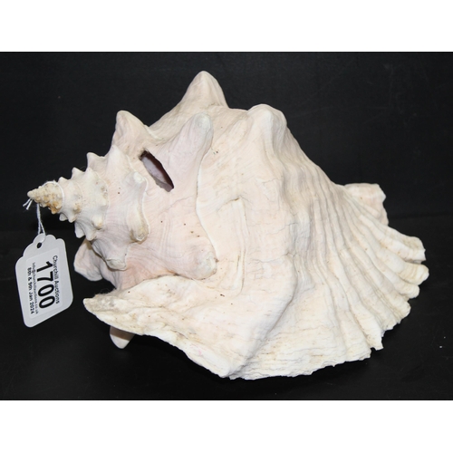 1700 - Large conch sea shell, approx 25cm long