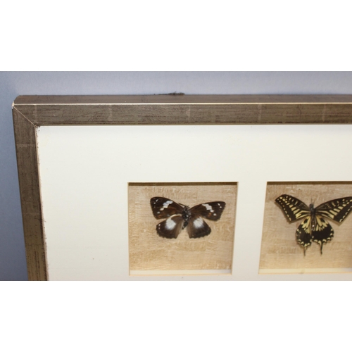 427 - Framed butterfly display with 6 butterfly models, approx 120cm W x 30cm H