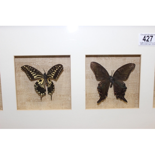 427 - Framed butterfly display with 6 butterfly models, approx 120cm W x 30cm H