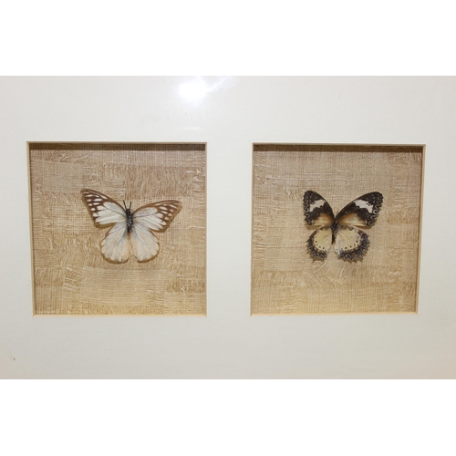 427 - Framed butterfly display with 6 butterfly models, approx 120cm W x 30cm H