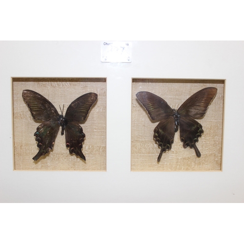 427 - Framed butterfly display with 6 butterfly models, approx 120cm W x 30cm H